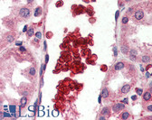 Anti-GYPA / CD235a / Glycophorin A Antibody (C-Terminus) IHC-plus LS-B3010