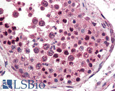 Anti-NANOG Antibody (C-Terminus) IHC-plus LS-B3017