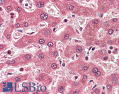 Anti-APOB / Apolipoprotein B Antibody (Internal) IHC-plus LS-B3022