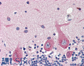 Anti-GAD1 / GAD67 Antibody (Internal) IHC-plus LS-B3027