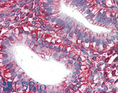 Anti-Vimentin Antibody IHC-plus LS-B3037