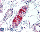 Anti-ABCA1 Antibody (aa1100-1300) IHC-plus LS-B3038