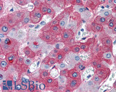 Anti-Fibrinogen Antibody IHC-plus LS-B3048