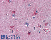 Anti-MAT2A Antibody (aa1-395, clone AT3A2) IHC-plus LS-B3055