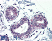 Anti-IRX5 Antibody (aa351-363) IHC-plus LS-B3078