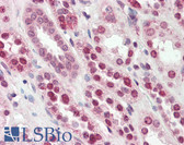 Anti-SRSF4 / SFRS4 Antibody (aa287-301) IHC-plus LS-B3090