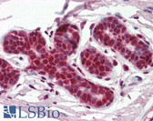 Anti-SF1 Antibody (aa10-25) IHC-plus LS-B3095