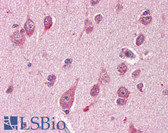 Anti-GAPDH Antibody IHC-plus LS-B3126