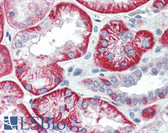 Anti-Basigin / Emmprin / CD147 Antibody (clone MEM-M6/1) IHC-plus LS-B3133