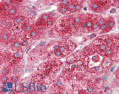 Anti-ASAH1 / Acid Ceramidase Antibody (C-Terminus) IHC-plus LS-B3136
