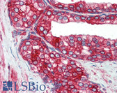 Anti-PDI / P4HB Antibody (aa499-509) IHC-plus LS-B3137