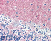 Anti-THY1 / CD90 Antibody (clone 5E10) IHC-plus LS-B3139