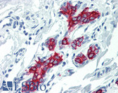 Anti-KRT19 / CK19 / Cytokeratin 19 Antibody (clone A53-B/A2) IHC-plus LS-B3149