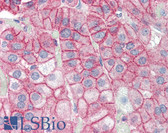 Anti-DLG4 / PSD95 Antibody (C-Terminus) IHC-plus LS-B3153