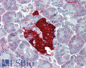 Anti-Insulin Antibody IHC-plus LS-B3159