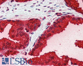 Anti-KLK3 / PSA Antibody IHC-plus LS-B3160