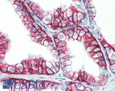 Anti-Basigin / Emmprin / CD147 Antibody IHC-plus LS-B3163