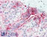 Anti-CD44 Antibody (clone MEM-85) IHC-plus LS-B3176