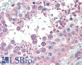 Anti-SLC3A2 / CD98 Heavy Chain Antibody (clone 44D7) IHC-plus LS-B3177