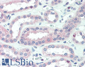 Anti-CRLF2 / TSLPR Antibody (Internal) IHC-plus LS-B3211