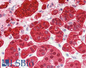Anti-PEBP1 / RKIP Antibody (Internal) IHC-plus LS-B3247