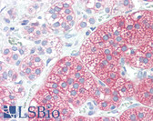 Anti-SRC Antibody (clone 5A18) IHC-plus LS-B3266