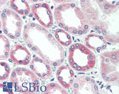 Anti-GSK3B / GSK3 Beta Antibody (C-Terminus) IHC-plus LS-B3267