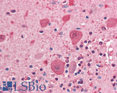 Anti-SRC Antibody (aa92-109) IHC-plus LS-B3274