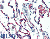 Anti-CD34 Antibody (FITC) IHC-plus LS-B3298