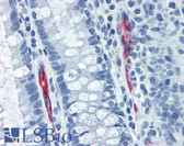 Anti-MAdCAM-1 Antibody (clone 314G8, Low Endotoxin) IHC-plus LS-B3316