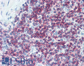 Anti-CD3E Antibody (aa156-168) IHC-plus LS-B3320