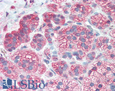 Anti-YWHAB / 14-3-3 Beta Antibody (N-Terminus) IHC-plus LS-B3330
