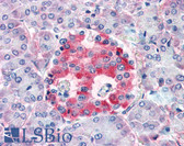 Anti-ACTH Antibody (N-Terminus) IHC-plus LS-B3335