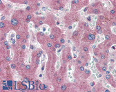 Anti-c-Met Antibody (C-Terminus) IHC-plus LS-B3345