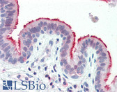 Anti-ANXA1 / Annexin A1 Antibody (N-Terminus) IHC-plus LS-B3363