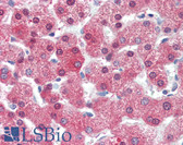 Anti-Complement C4d Antibody IHC-plus LS-B3374