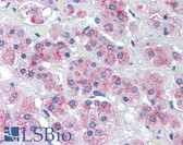 Anti-TRAF6 Antibody (Internal) IHC-plus LS-B3379