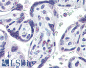 Anti-NANOG Antibody (clone 60CT70.5.12) IHC-plus LS-B3383