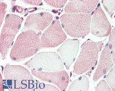 Anti-KX / XK Antibody (aa22-38) IHC-plus LS-B3401