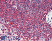 Anti-HSP90 / Heat Shock Protein 90 Antibody (clone 16F1) IHC-plus LS-B3416