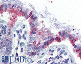 Anti-GCNT3 Antibody (N-Terminus) IHC-plus LS-A9914
