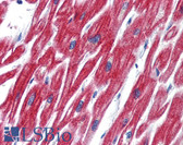 Anti-OLFM4 / Olfactomedin 4 Antibody (Internal) IHC-plus LS-A9926
