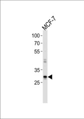 Anti-NANOG Antibody (aa94-123) IHC-plus LS-B3425