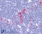 Anti-CD1A Antibody (clone L21-A) IHC-plus LS-B3429