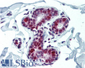 Anti-PCNA / Cyclin Antibody (clone PC10) IHC-plus LS-B3434