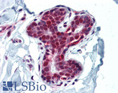 Anti-HDAC1 Antibody (aa467-482) IHC-plus LS-B3438