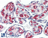Anti-PECAM-1 / CD31 Antibody IHC-plus LS-B3446
