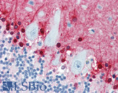 Anti-S100B / S100 Beta Antibody (clone 9A11B9) IHC-plus LS-B3465