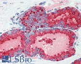 Anti-KLK3 / PSA Antibody (aa26-251, clone 5A11E2) IHC-plus LS-B3470