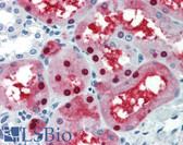 Anti-GATA3 Antibody (aa36-85) IHC-plus LS-B3482